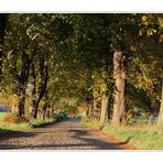 Herbstliche Allee in Lancken-Granitz I