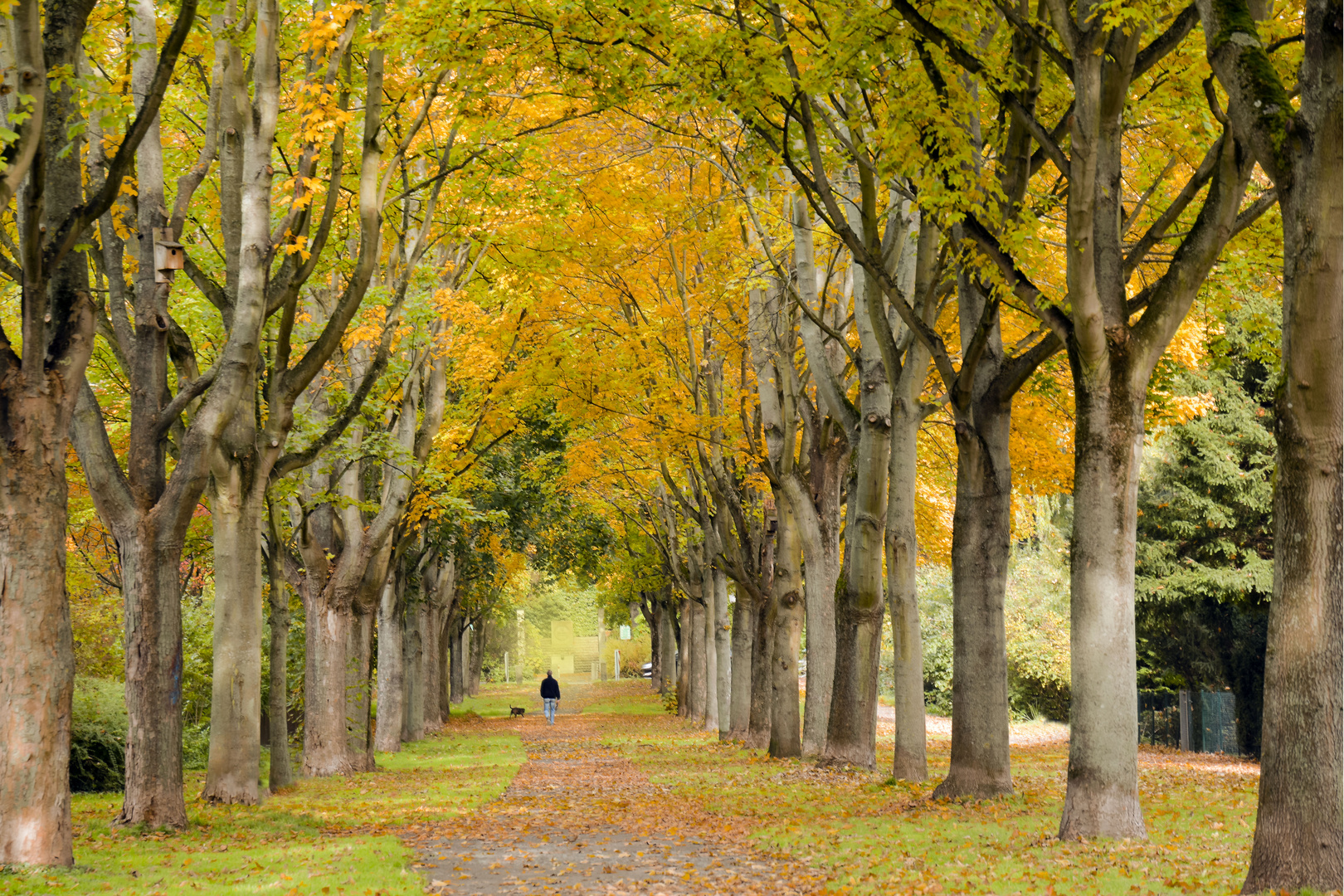 herbstliche Allee in Peine