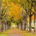 herbstliche Allee in Peine