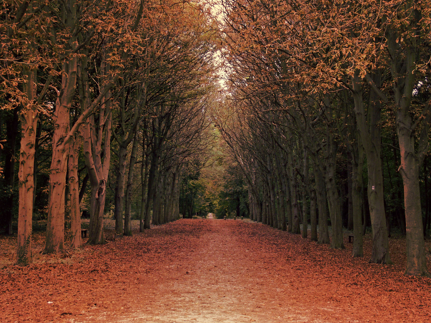 Herbstliche Allee in Saint-Germain-en-Laye