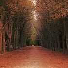 Herbstliche Allee in Saint-Germain-en-Laye