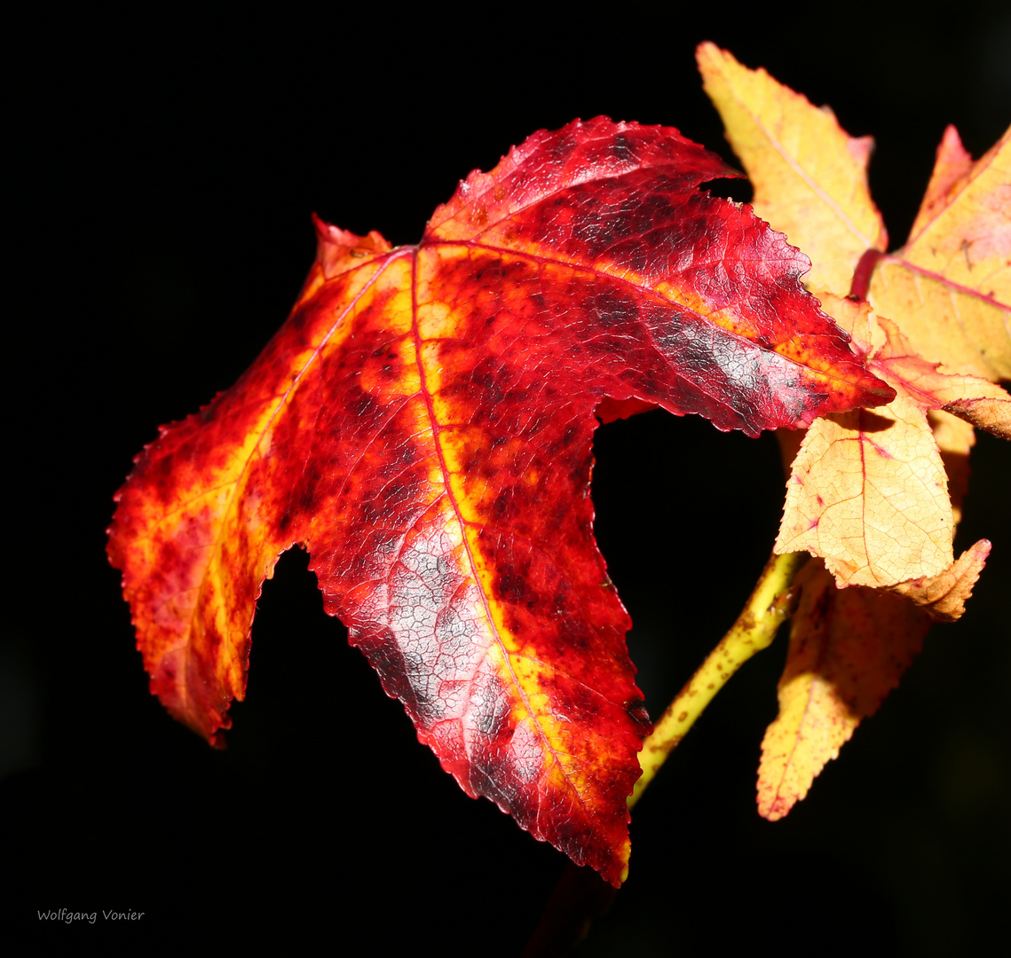 Herbstliche Amberbaumlblätter im Sonnenschein