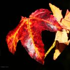 Herbstliche Amberbaumlblätter im Sonnenschein