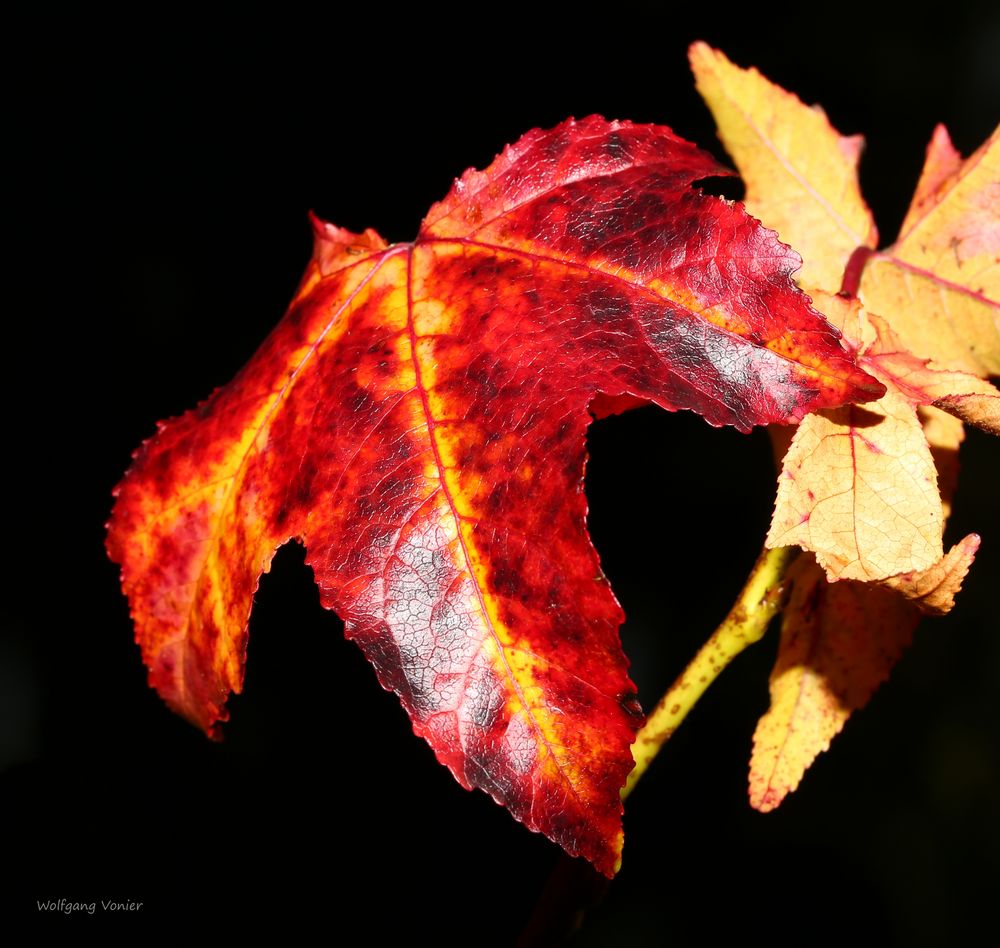 Herbstliche Amberbaumlblätter im Sonnenschein