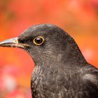 Herbstliche Amsel