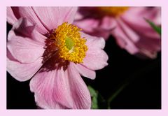 Herbstliche Anemone