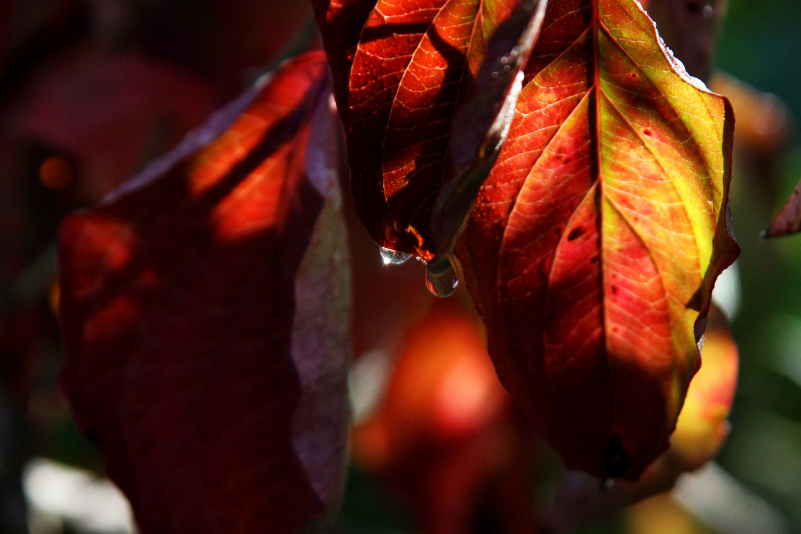 Herbstliche anzeichen...