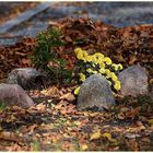 herbstliche Astern