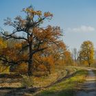 Herbstliche Au