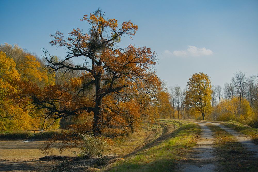 Herbstliche Au