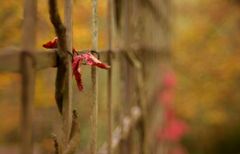 Herbstliche Augenblicke...