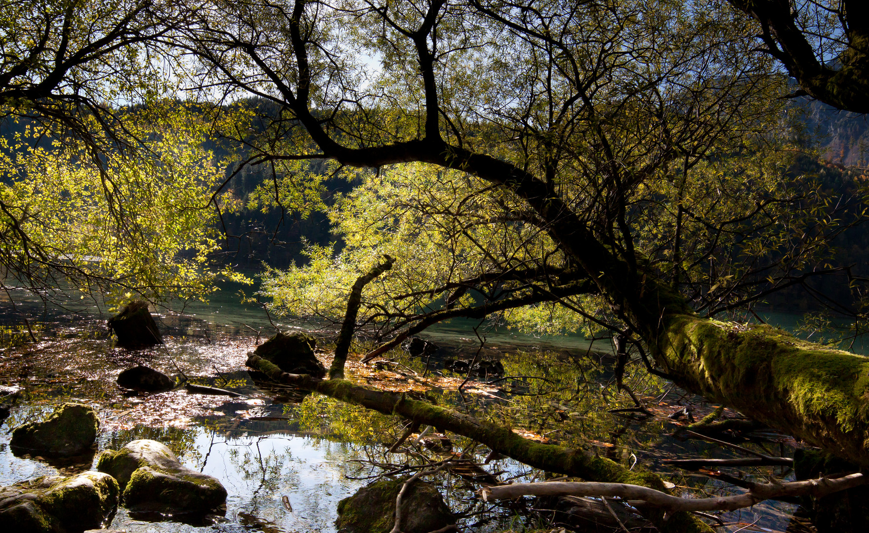 Herbstliche Augenblicke , Leopoldsteinersee.