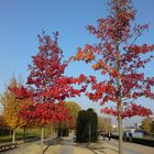 Herbstliche Augenweiden ..... mitten in Berlin