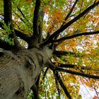 Herbstliche Aussichten