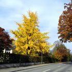 herbstliche Bäume