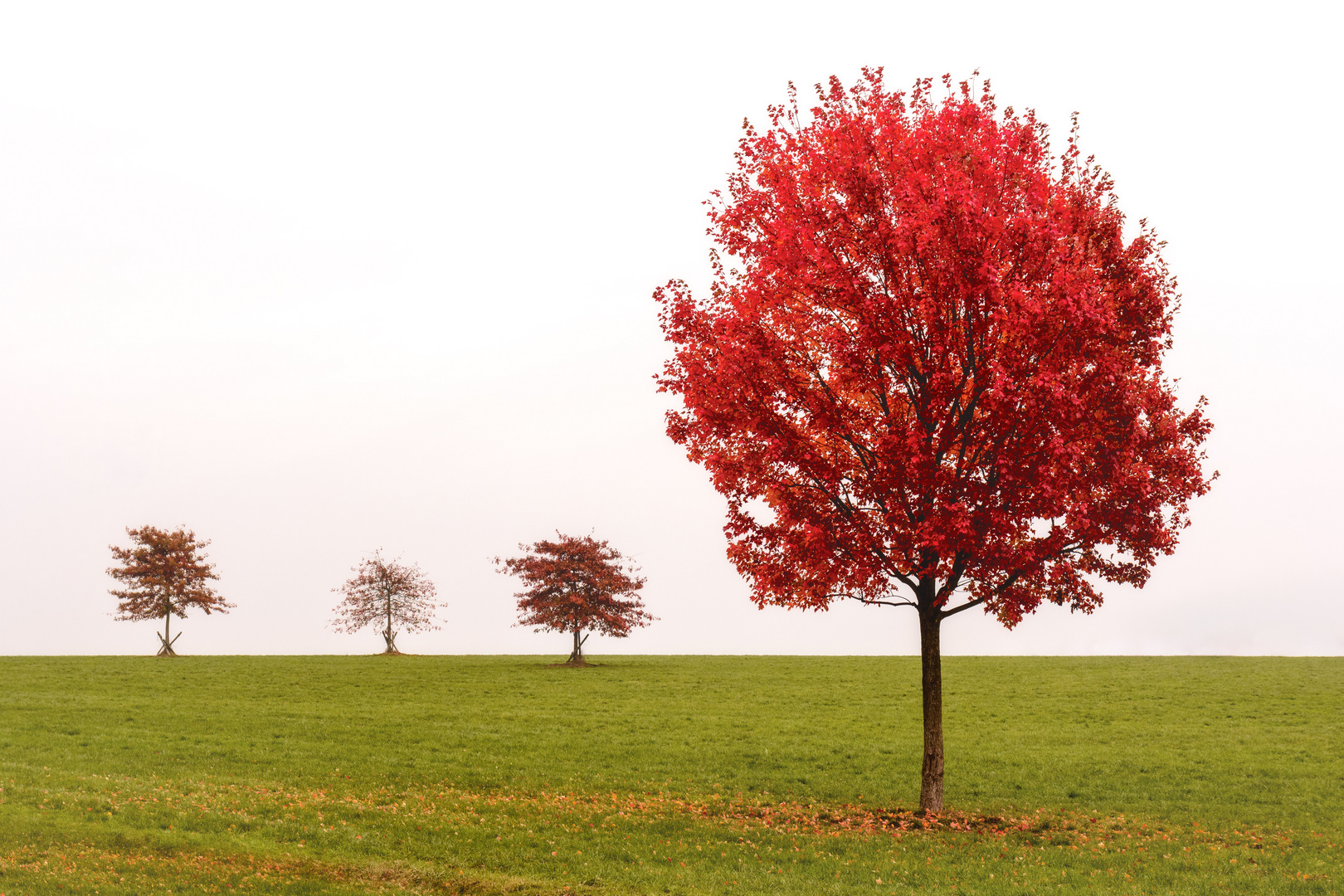 Herbstliche Bäume