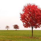 Herbstliche Bäume