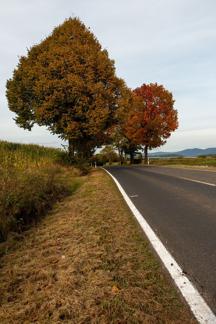 Herbstliche Bäume am Straßenrand