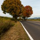 Herbstliche Bäume am Straßenrand