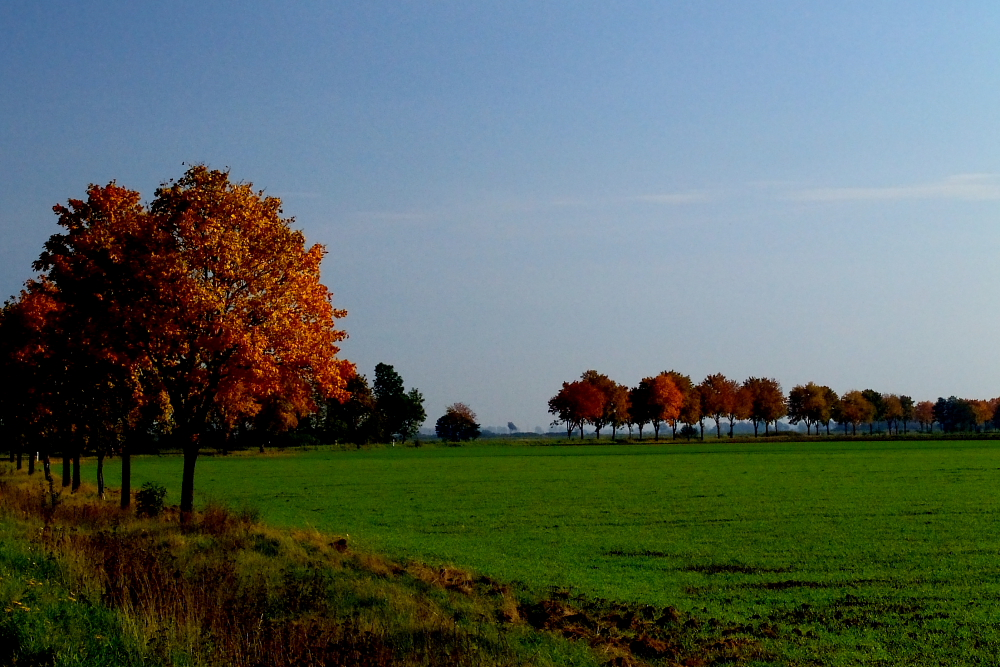 Herbstliche Bäume i.d. Nähe der Schloßruine Carolath in Polen/Oder