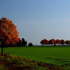 Herbstliche Bäume i.d. Nähe der Schloßruine Carolath in Polen/Oder