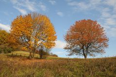 Herbstliche Bäume in der Eifel oberhalb...