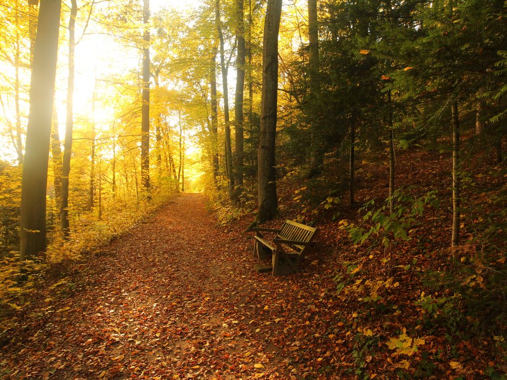 Herbstliche Bank