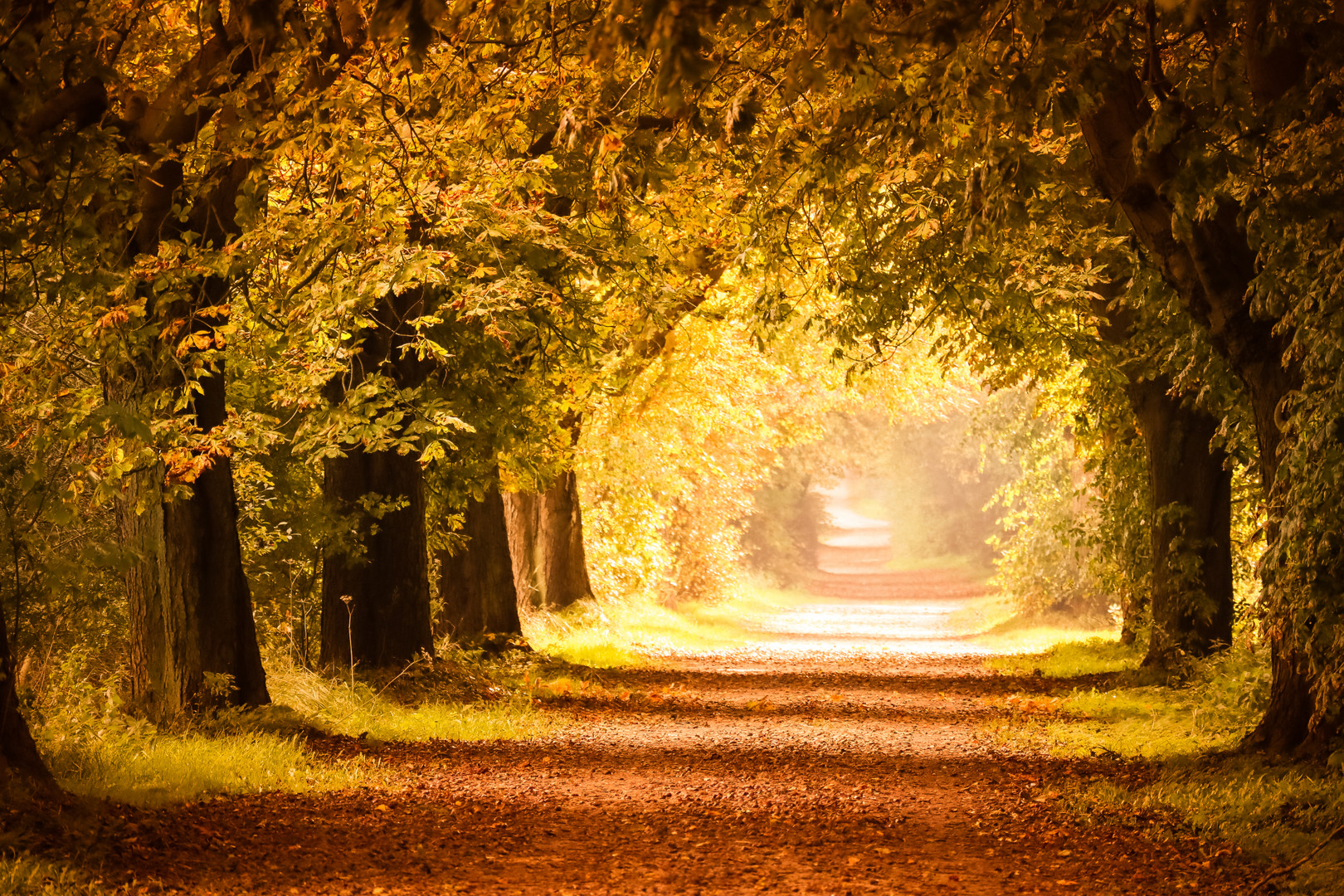 herbstliche Baum Allee