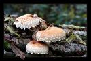 Herbstliche Baum-Pilze von Silber-Distel