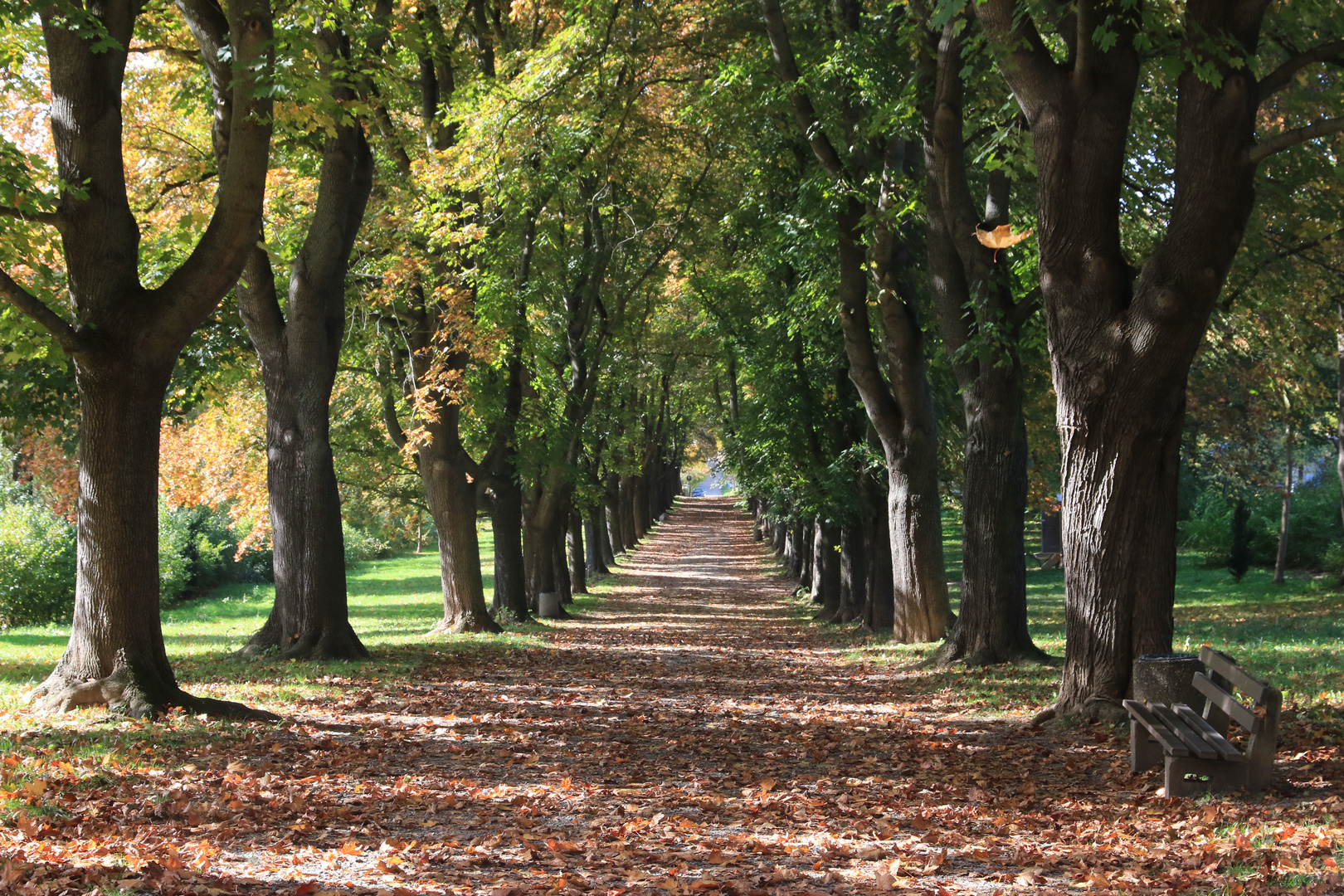 herbstliche Baumallee