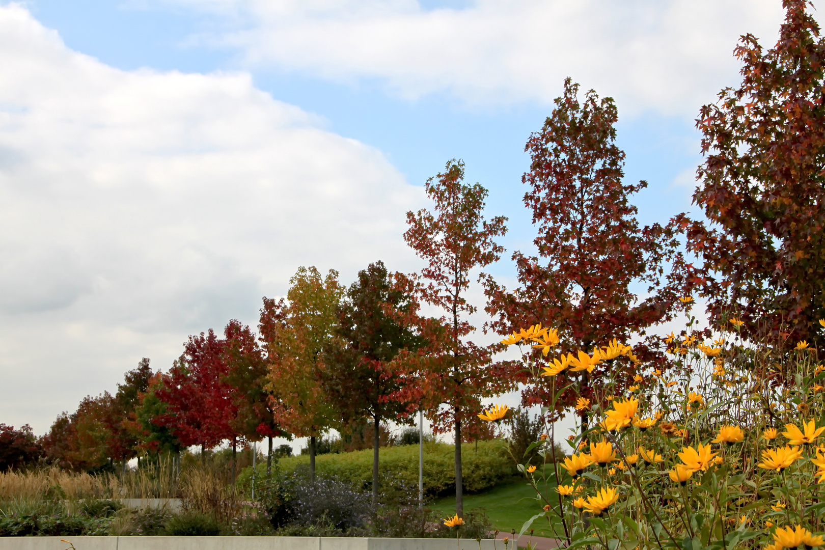 Herbstliche Baumallee