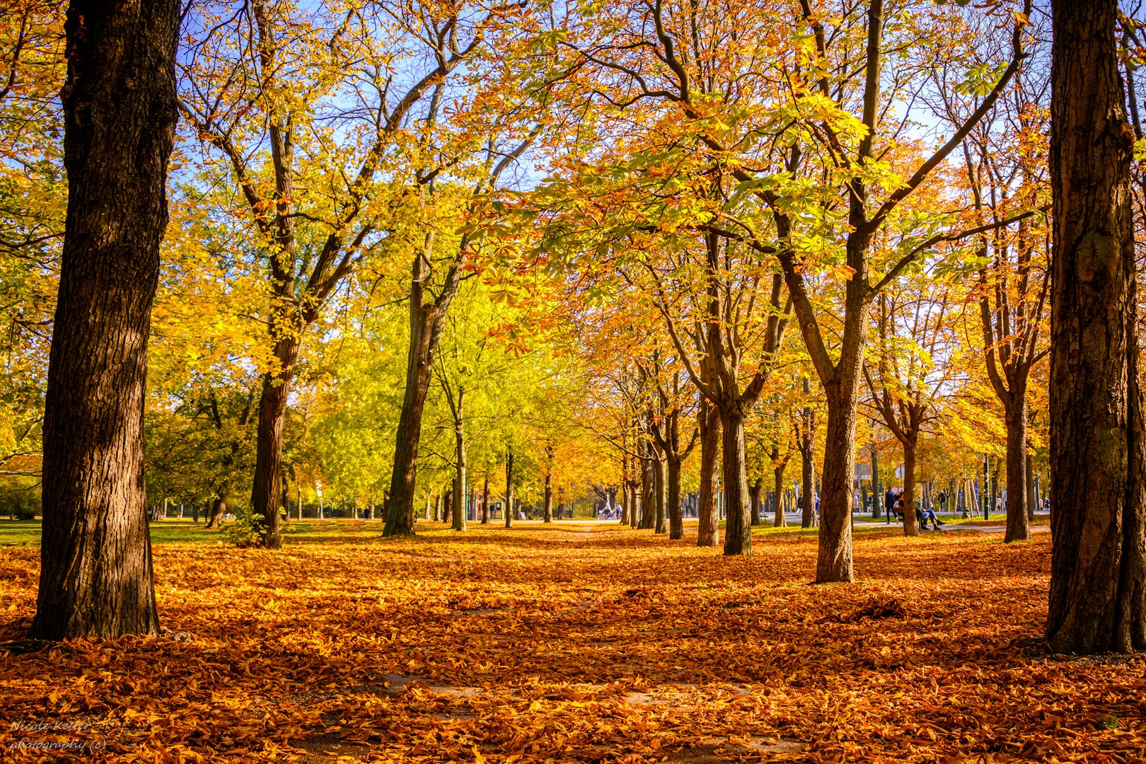 Herbstliche Baumallee im Prater Wien 