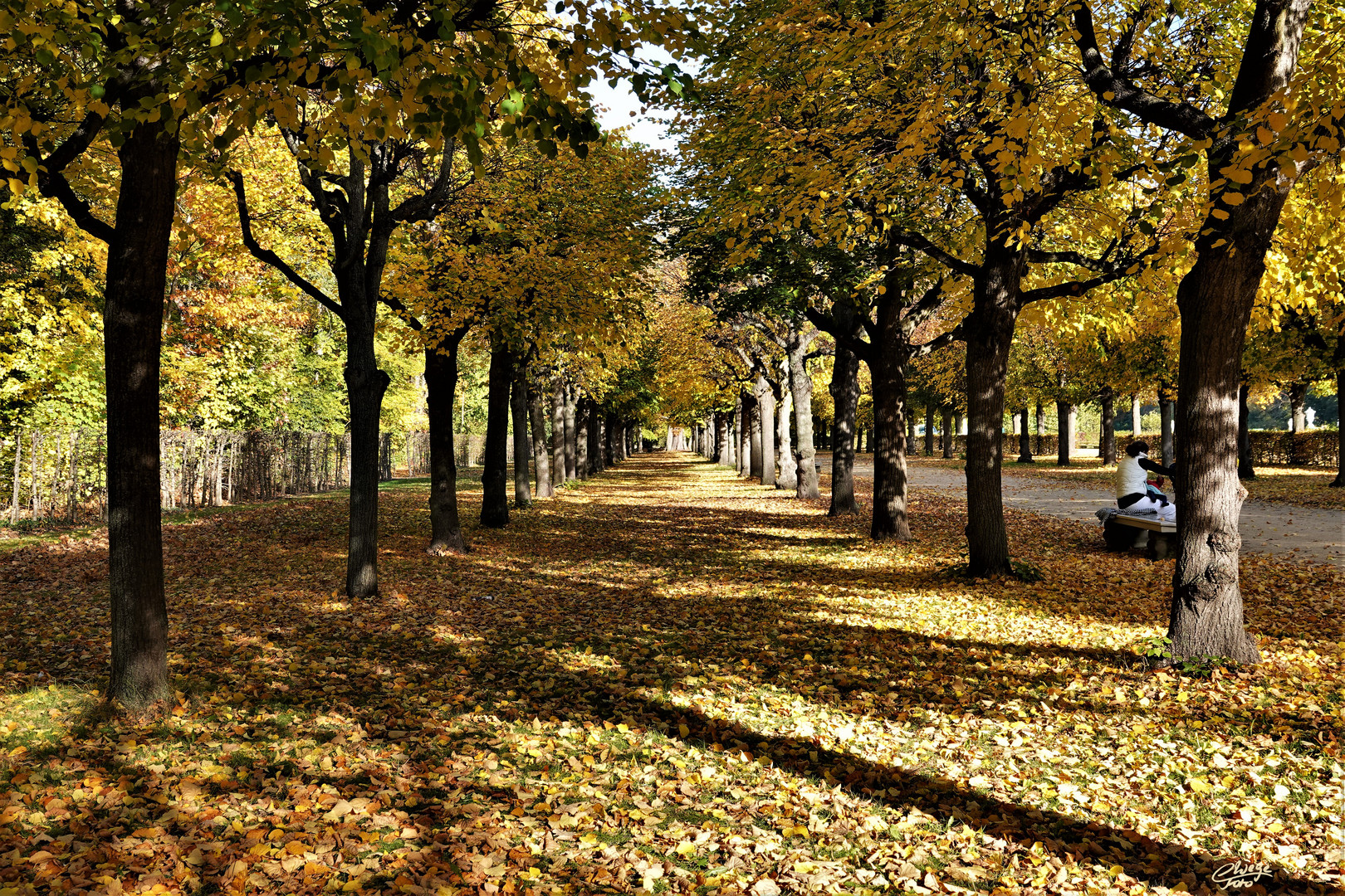 Herbstliche Baumallee im Schlosspark Charlottenburg.