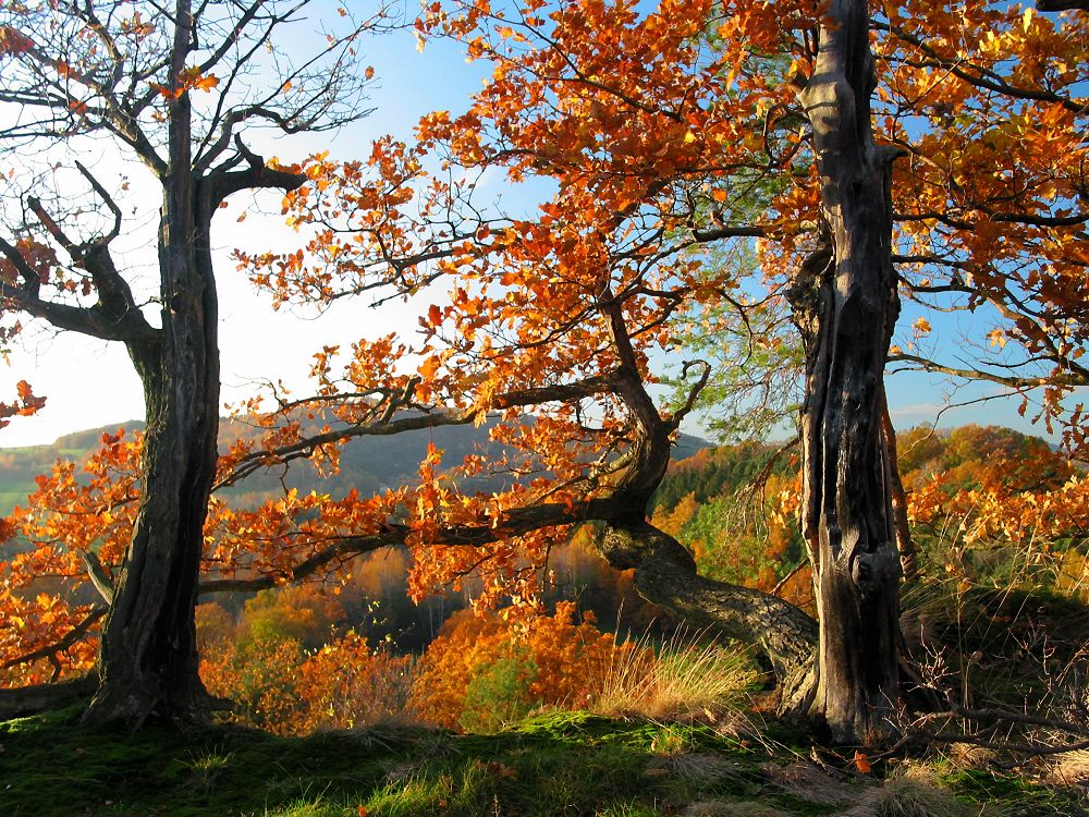 herbstliche Baumgruppe