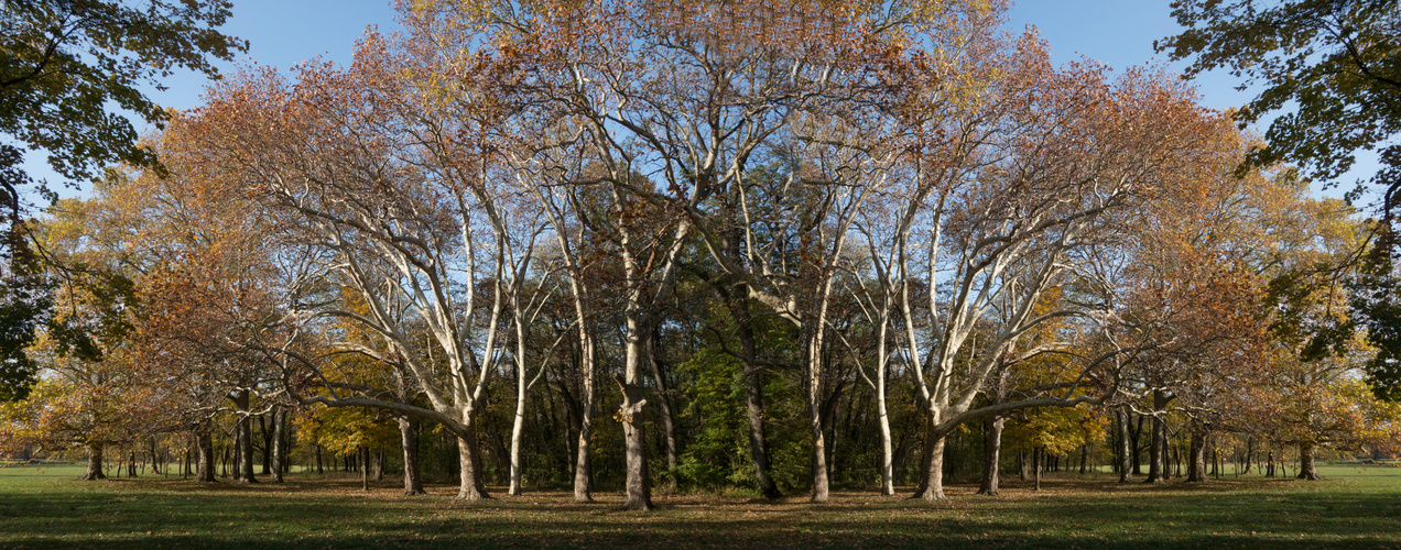 Herbstliche Baumgruppe