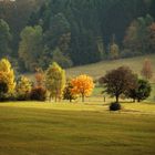 herbstliche Baumgruppe 