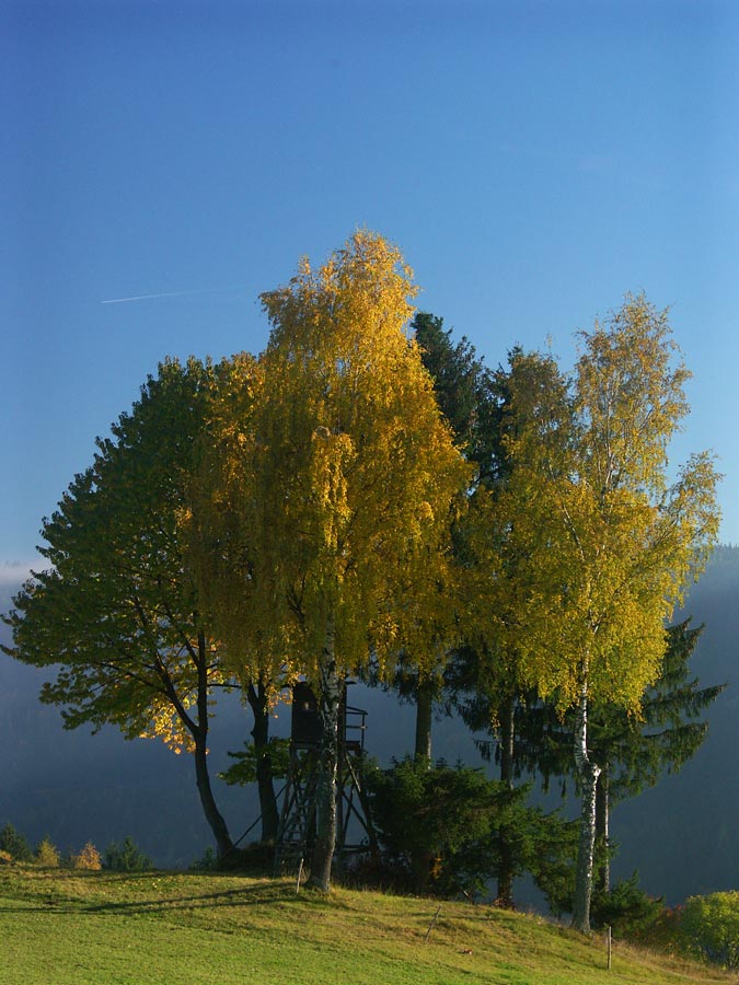 Herbstliche Baumgruppe