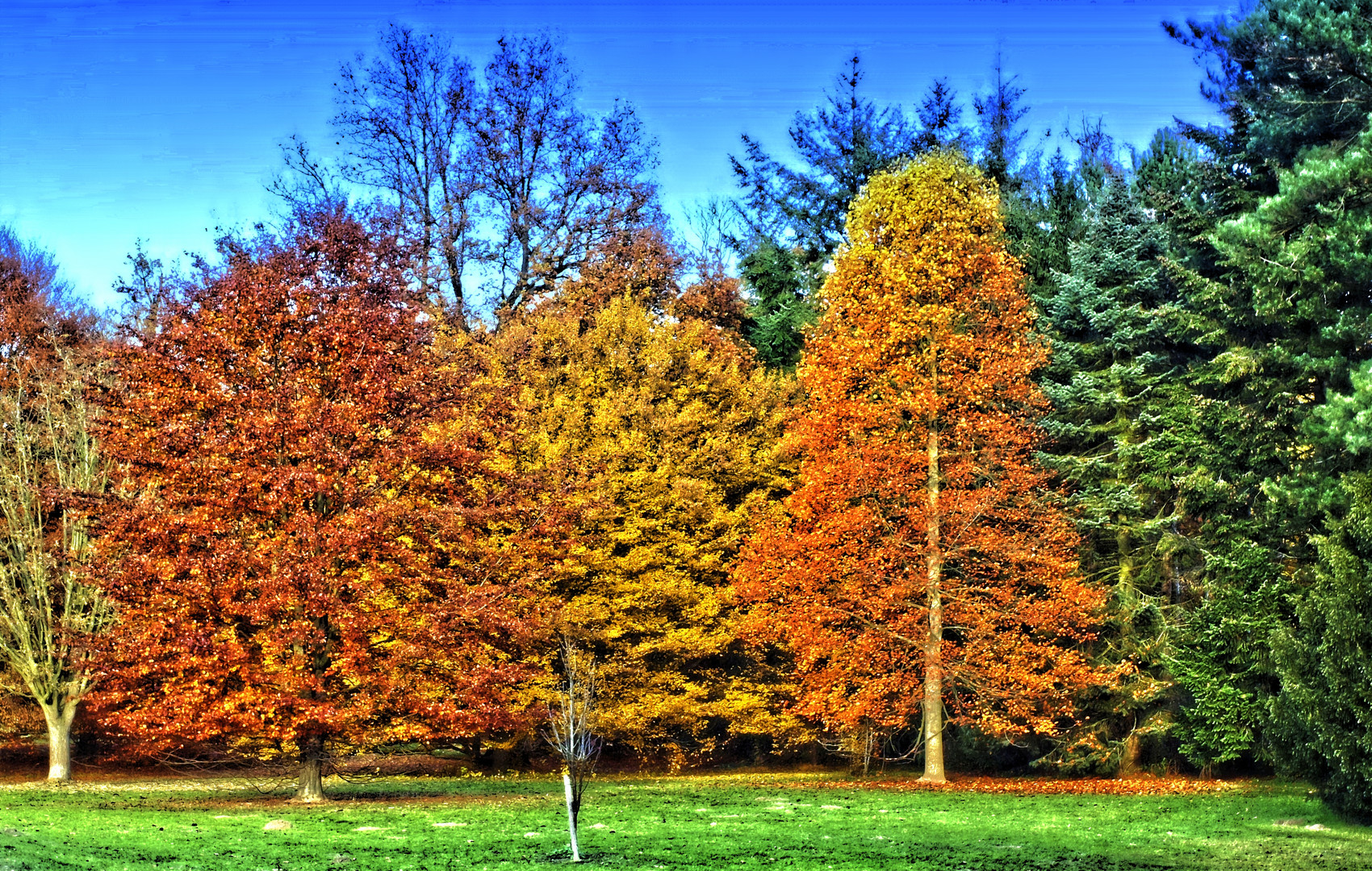 Herbstliche Baumgruppe (HDR)