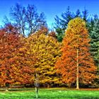 Herbstliche Baumgruppe (HDR)