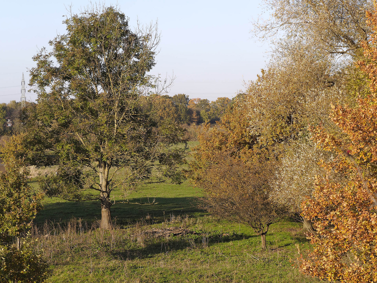 Herbstliche Baumgruppe in den Lippewiesen