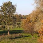 Herbstliche Baumgruppe in den Lippewiesen