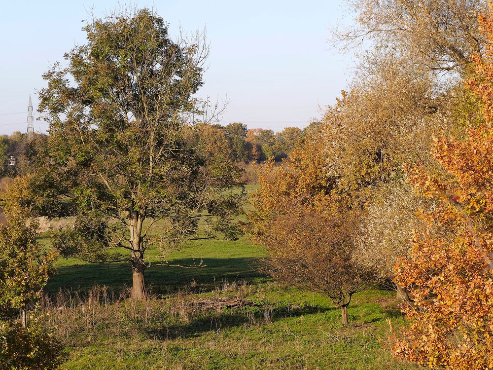 Herbstliche Baumgruppe in den Lippewiesen