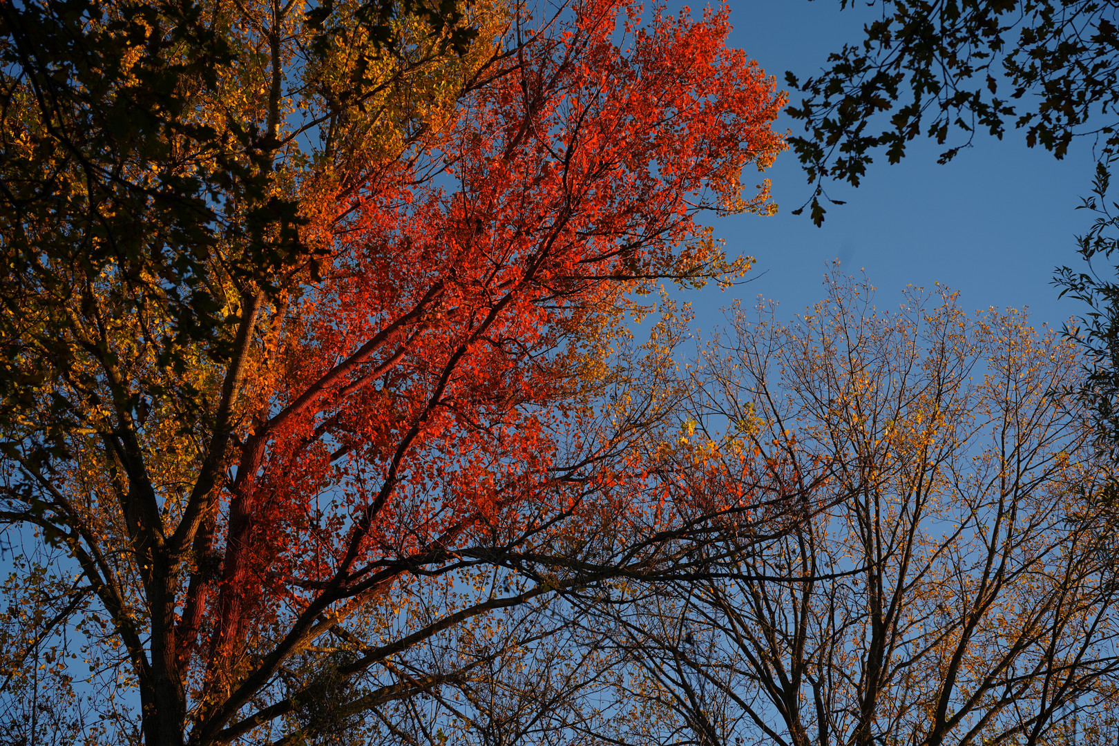 Herbstliche Baumkronen