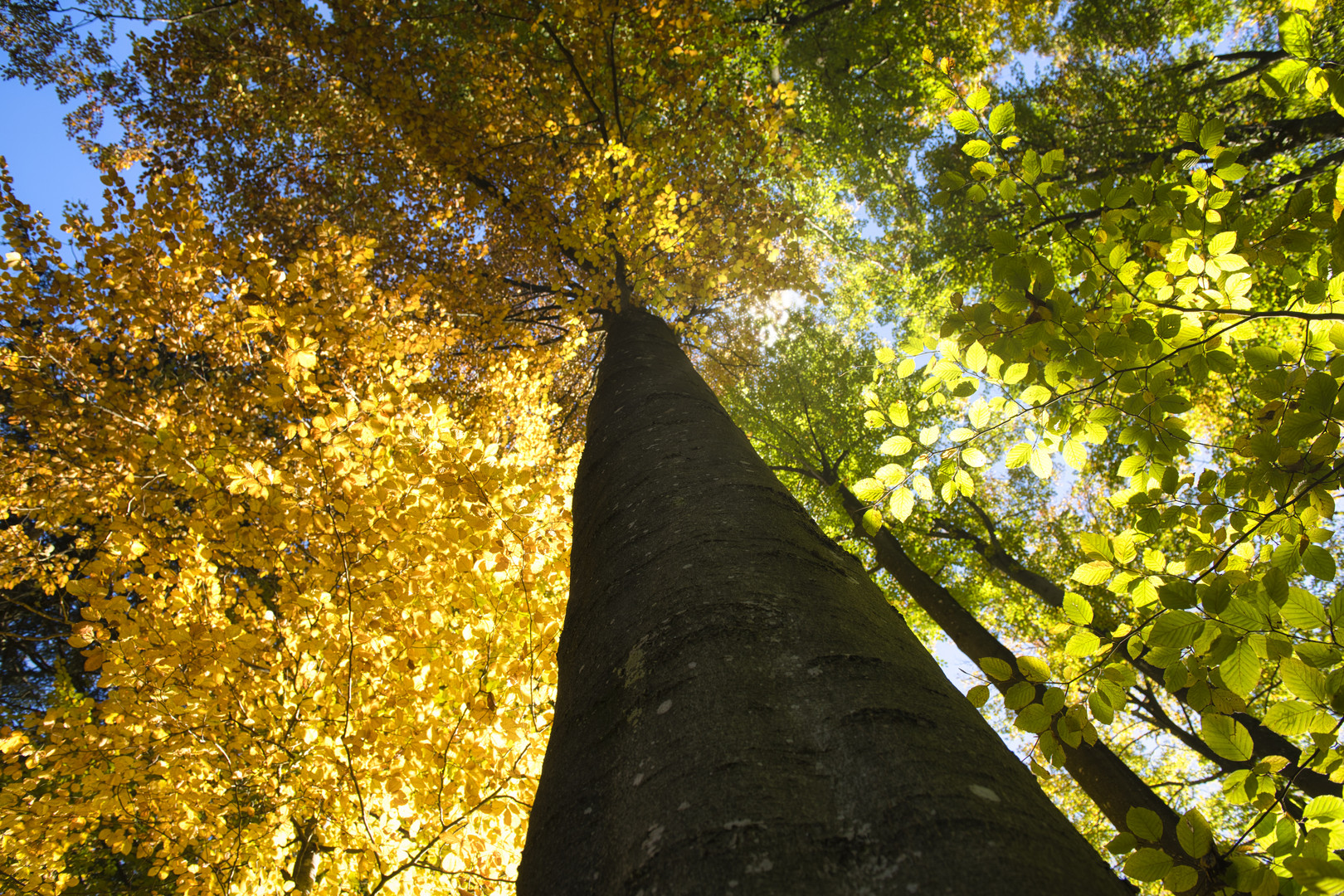 Herbstliche Baumkronen