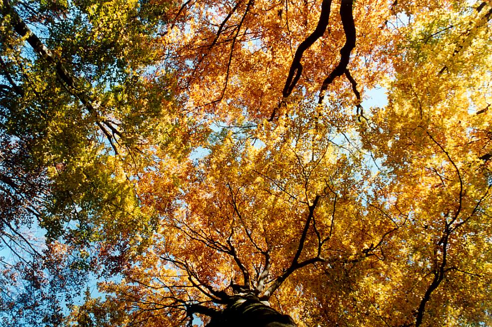 Herbstliche Baumkronen