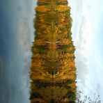 Herbstliche Baumsäule