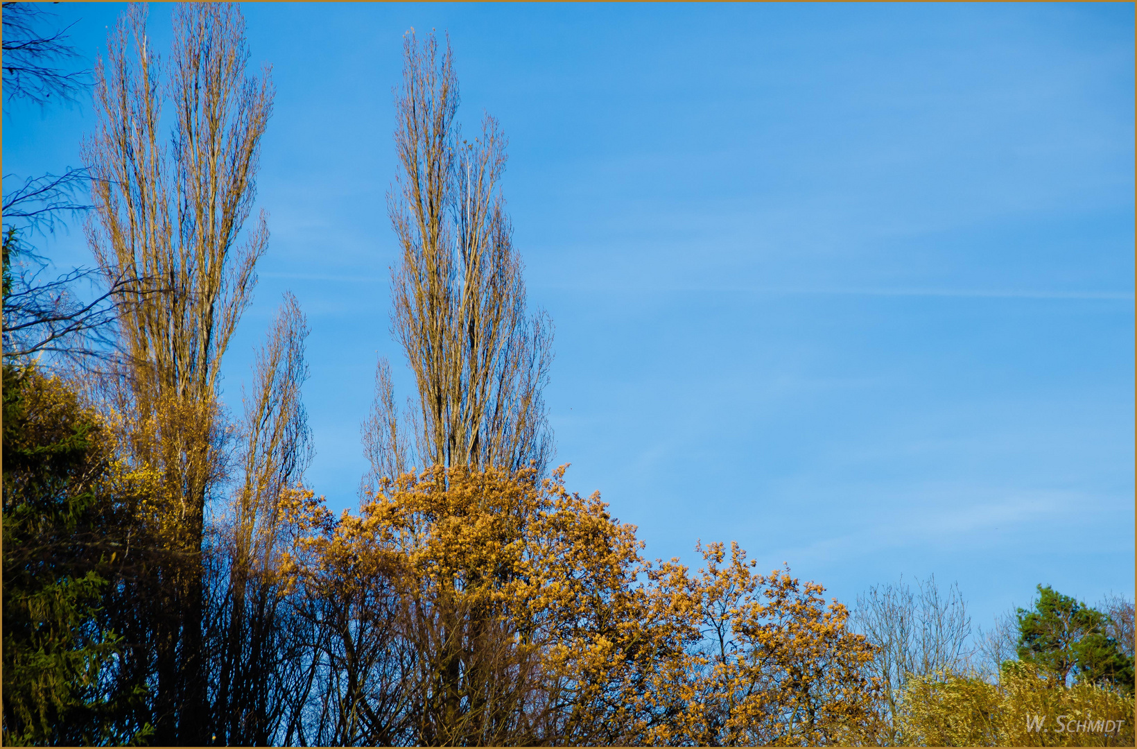 herbstliche Baumwipfel 