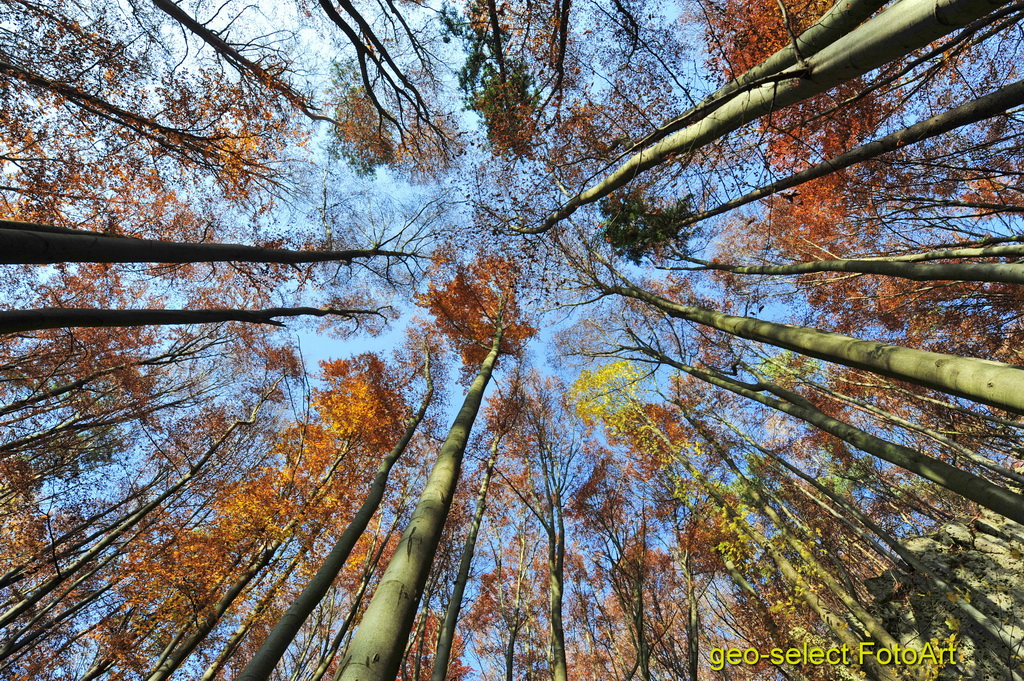 Herbstliche Baumwipfel