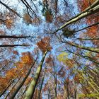 Herbstliche Baumwipfel