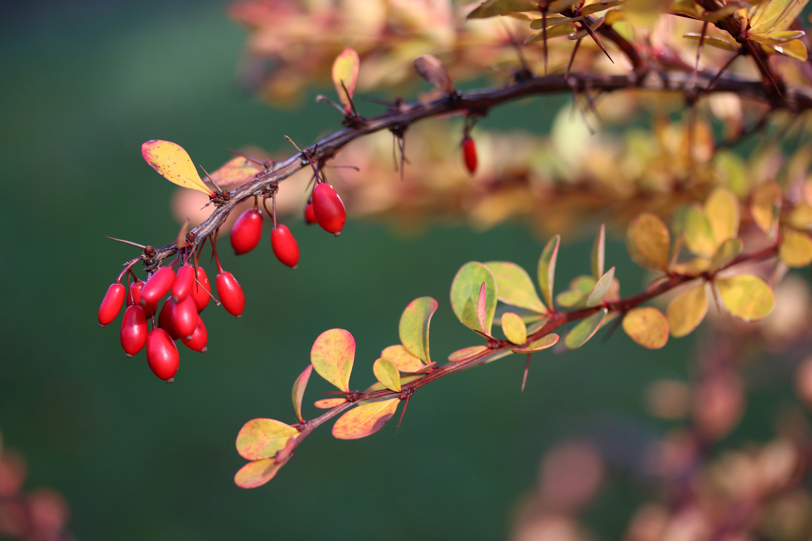 Herbstliche Beeren